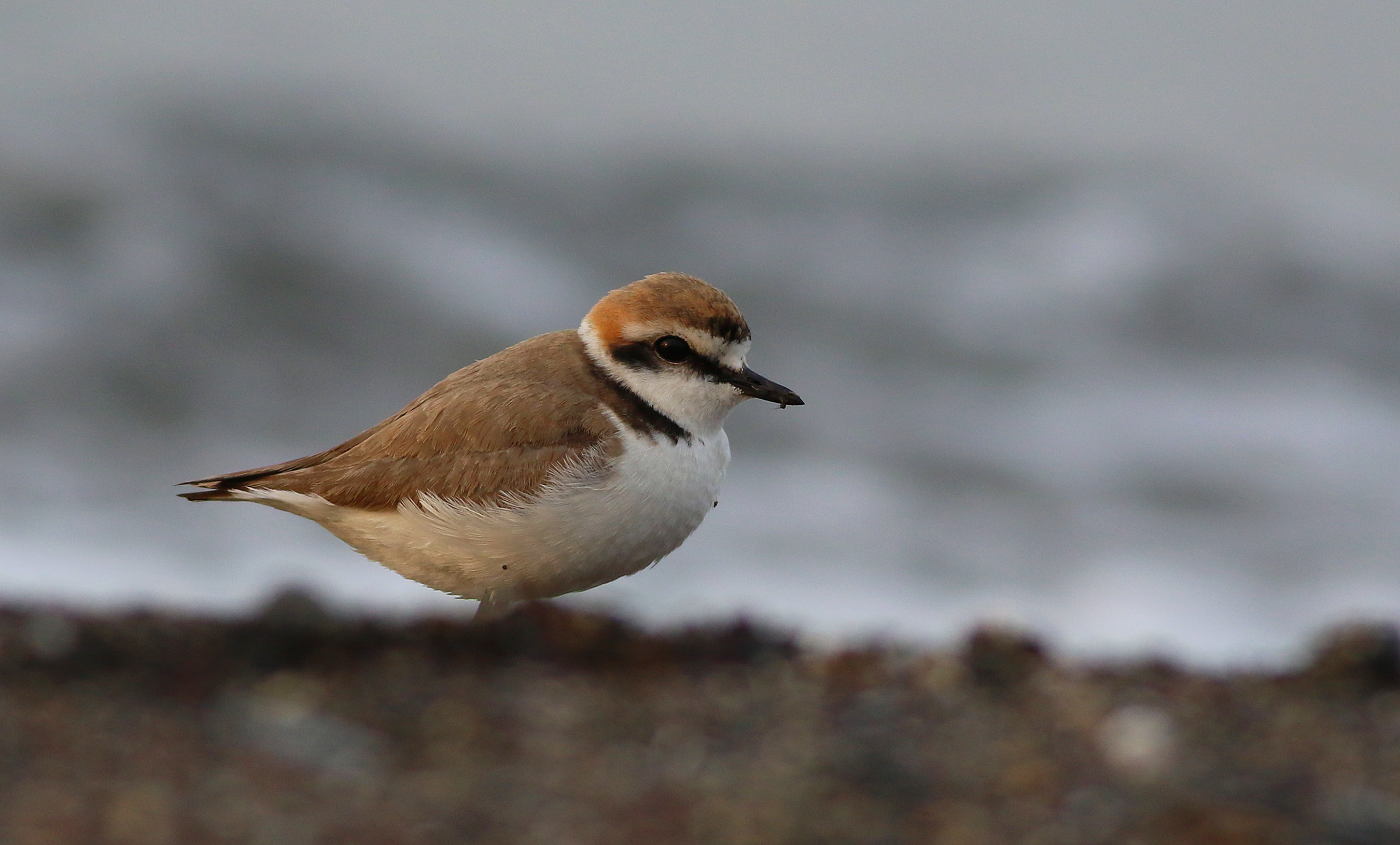 Kentish Plover